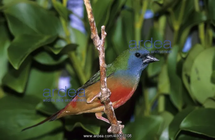 : Pin-tailed Parrotfinch : Pin-tailed Parrotfinch