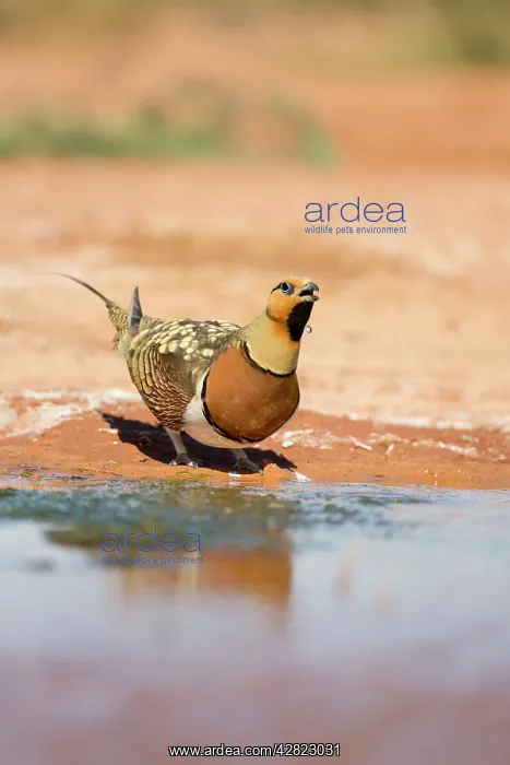 : Pin Tailed Sandgrouse - drinking from pool : Pin Tailed Sandgrouse - drinking from pool