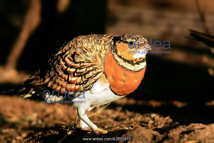 : Pin-tailed Sandgrouse - female : Pin-tailed Sandgrouse - female