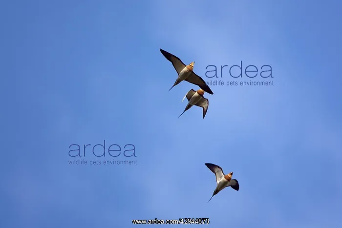 : Pin-tailed Sandgrouse - In flight overhead : Pin-tailed Sandgrouse - In flight overhead