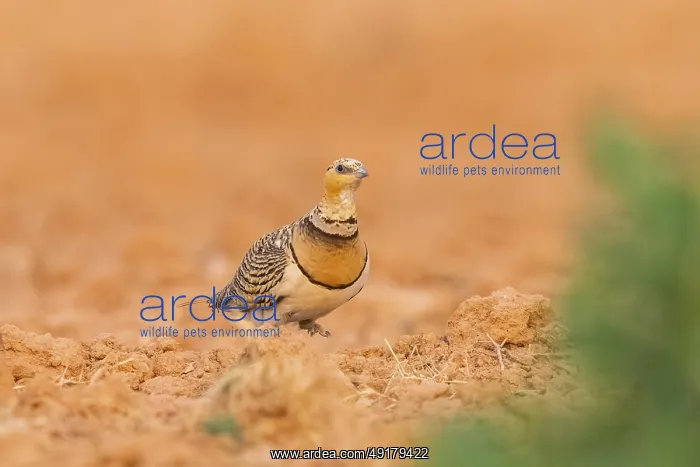 : Pin-tailed Sandgrouse (Pterocles alchata) on a farmers field : Pin-tailed Sandgrouse (Pterocles alchata) on a farmers field