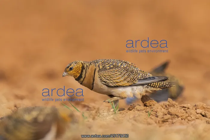 : Pin-tailed Sandgrouse (Pterocles alchata) on a farmers field : Pin-tailed Sandgrouse (Pterocles alchata) on a farmers field