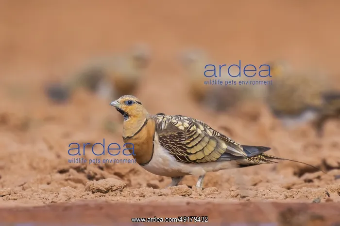 : Pin-tailed Sandgrouse (Pterocles alchata) on a farmers field : Pin-tailed Sandgrouse (Pterocles alchata) on a farmers field