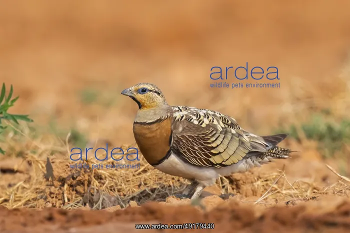 : Pin-tailed Sandgrouse (Pterocles alchata) on a farmers field : Pin-tailed Sandgrouse (Pterocles alchata) on a farmers field