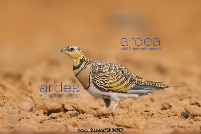 : Pin-tailed Sandgrouse (Pterocles alchata) on a farmers field : Pin-tailed Sandgrouse (Pterocles alchata) on a farmers field