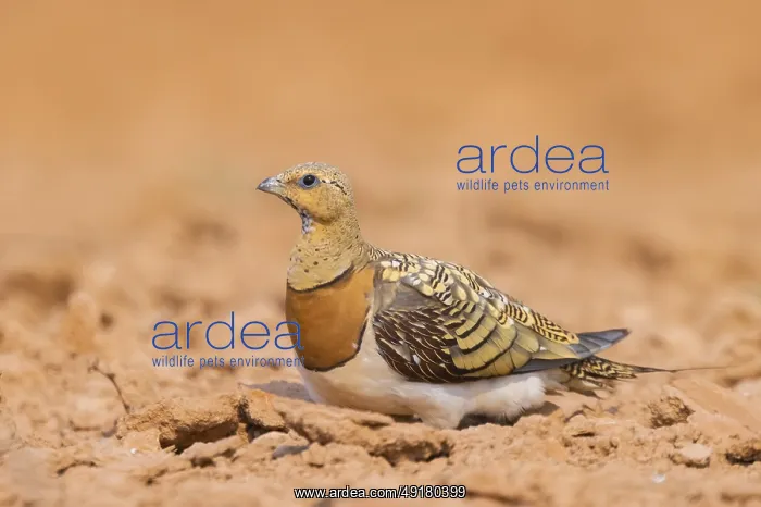 : Pin-tailed Sandgrouse (Pterocles alchata) on a farmers field : Pin-tailed Sandgrouse (Pterocles alchata) on a farmers field