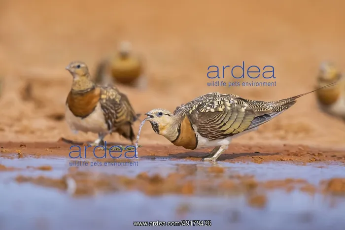 : Pin-tailed Sandgrouse (Pterocles alchata) on a farmers field drinking at a water pool : Pin-tailed Sandgrouse (Pterocles alchata) on a farmers field drinking at a water pool