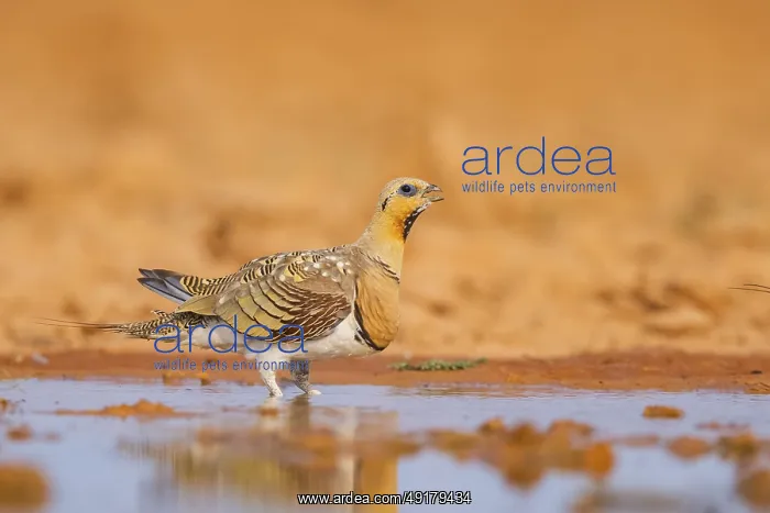 : Pin-tailed Sandgrouse (Pterocles alchata) on a farmers field drinking at a water pool : Pin-tailed Sandgrouse (Pterocles alchata) on a farmers field drinking at a water pool
