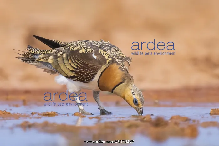 : Pin-tailed Sandgrouse (Pterocles alchata) on a farmers field drinking at a water pool : Pin-tailed Sandgrouse (Pterocles alchata) on a farmers field drinking at a water pool