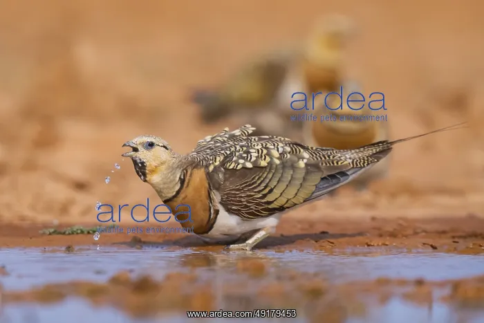 : Pin-tailed Sandgrouse (Pterocles alchata) on a farmers field drinking at a water pool : Pin-tailed Sandgrouse (Pterocles alchata) on a farmers field drinking at a water pool