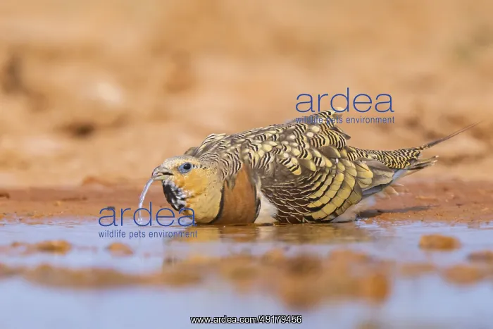 : Pin-tailed Sandgrouse (Pterocles alchata) on a farmers field drinking at a water pool : Pin-tailed Sandgrouse (Pterocles alchata) on a farmers field drinking at a water pool