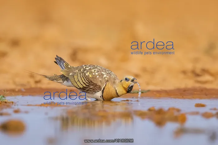 : Pin-tailed Sandgrouse (Pterocles alchata) on a farmers field drinking at a water pool : Pin-tailed Sandgrouse (Pterocles alchata) on a farmers field drinking at a water pool