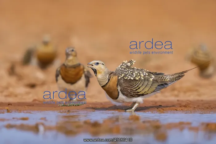 : Pin-tailed Sandgrouse (Pterocles alchata) on a farmers field drinking at a water pool : Pin-tailed Sandgrouse (Pterocles alchata) on a farmers field drinking at a water pool