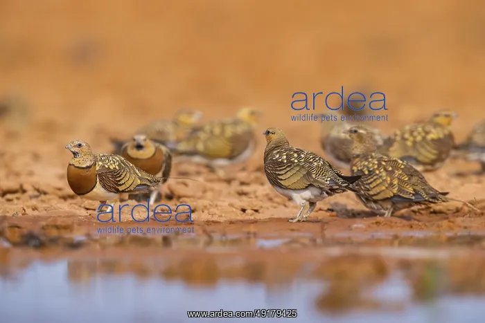 : Pin-tailed Sandgrouse (Pterocles alchata) on a farmers field at a water pool : Pin-tailed Sandgrouse (Pterocles alchata) on a farmers field at a water pool