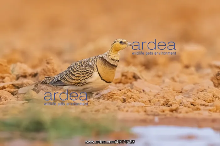 : Pin-tailed Sandgrouse (Pterocles alchata) on a farmers field at a water pool : Pin-tailed Sandgrouse (Pterocles alchata) on a farmers field at a water pool