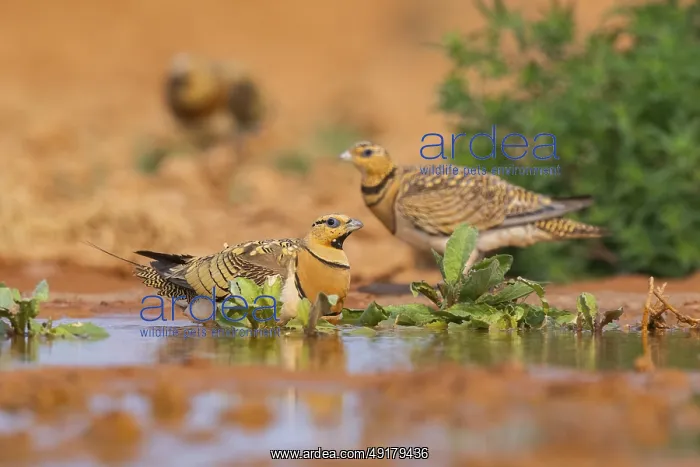 : Pin-tailed Sandgrouse (Pterocles alchata) on a farmers field at a water pool : Pin-tailed Sandgrouse (Pterocles alchata) on a farmers field at a water pool