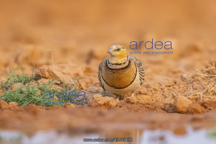 : Pin-tailed Sandgrouse (Pterocles alchata) on a farmers field at a water pool : Pin-tailed Sandgrouse (Pterocles alchata) on a farmers field at a water pool