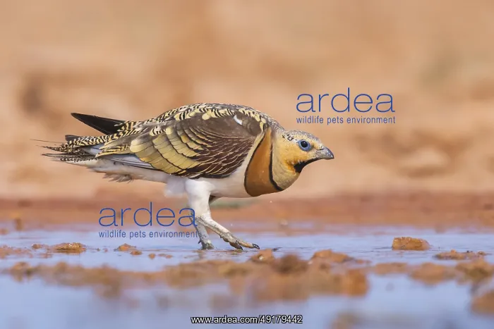 : Pin-tailed Sandgrouse (Pterocles alchata) on a farmers field at a water pool : Pin-tailed Sandgrouse (Pterocles alchata) on a farmers field at a water pool
