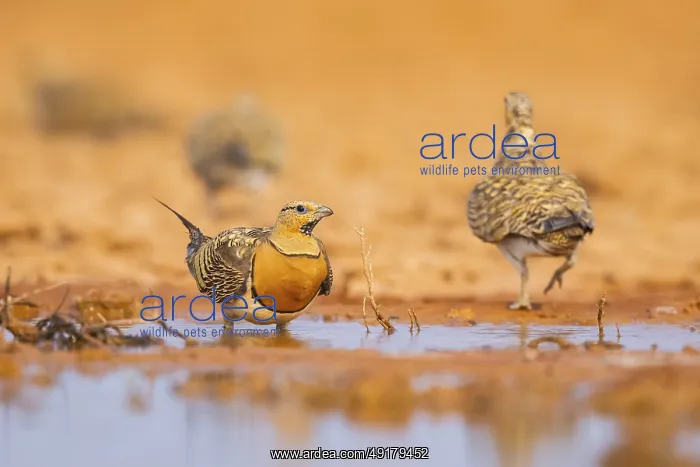 : Pin-tailed Sandgrouse (Pterocles alchata) on a farmers field at a water pool : Pin-tailed Sandgrouse (Pterocles alchata) on a farmers field at a water pool