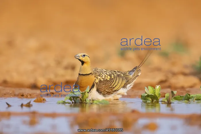 : Pin-tailed Sandgrouse (Pterocles alchata) on a farmers field at a water pool : Pin-tailed Sandgrouse (Pterocles alchata) on a farmers field at a water pool