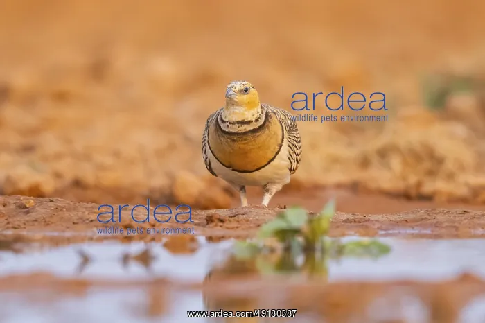 : Pin-tailed Sandgrouse (Pterocles alchata) on a farmers field at a water pool : Pin-tailed Sandgrouse (Pterocles alchata) on a farmers field at a water pool