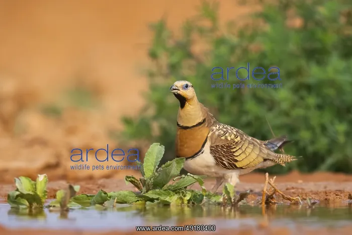 : Pin-tailed Sandgrouse (Pterocles alchata) on a farmers field at a water pool : Pin-tailed Sandgrouse (Pterocles alchata) on a farmers field at a water pool