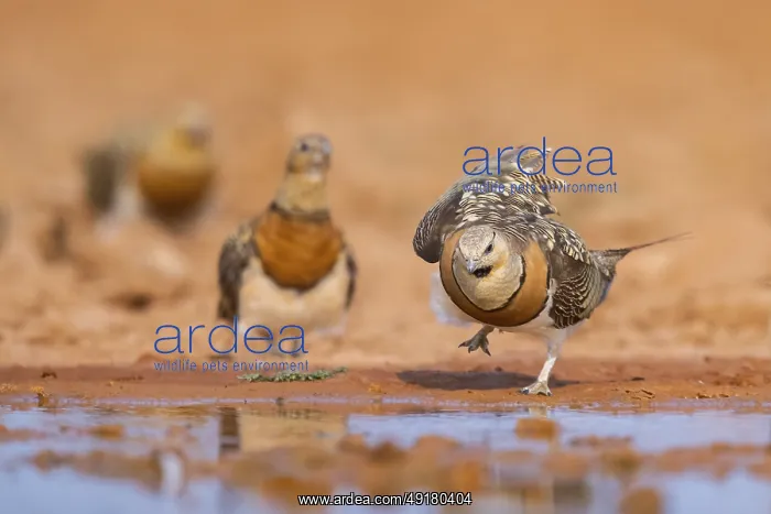  : Pin-tailed Sandgrouse (Pterocles alchata) on a farmers field at a water pool