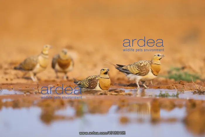 : Pin-tailed Sandgrouse (Pterocles alchata) on a farmers field at a water pool : Pin-tailed Sandgrouse (Pterocles alchata) on a farmers field at a water pool