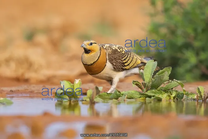 : Pin-tailed Sandgrouse (Pterocles alchata) on a farmers field at a water pool : Pin-tailed Sandgrouse (Pterocles alchata) on a farmers field at a water pool