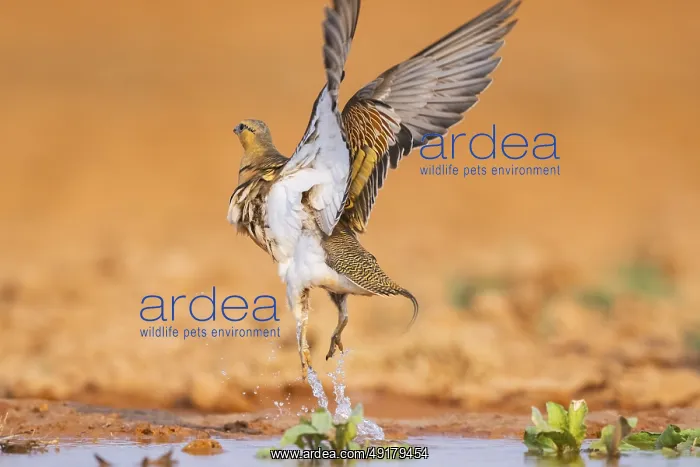 : Pin-tailed Sandgrouse (Pterocles alchata) flying on a farmers field at a water pool : Pin-tailed Sandgrouse (Pterocles alchata) flying on a farmers field at a water pool