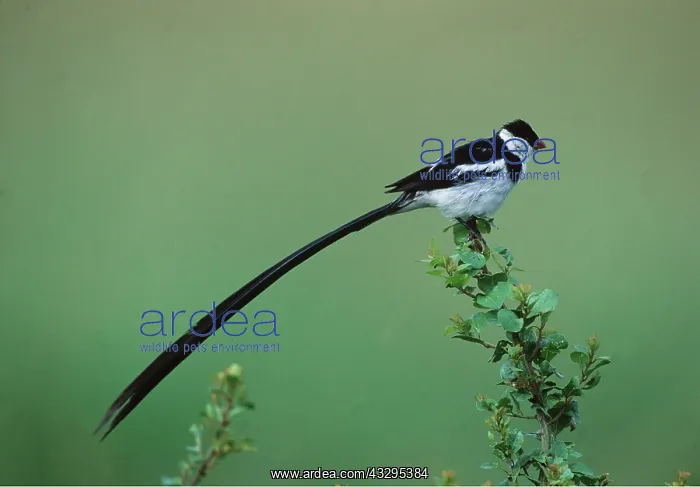  : PIN-TAILED WHYDAH BIRD - male, showing breeding plumage