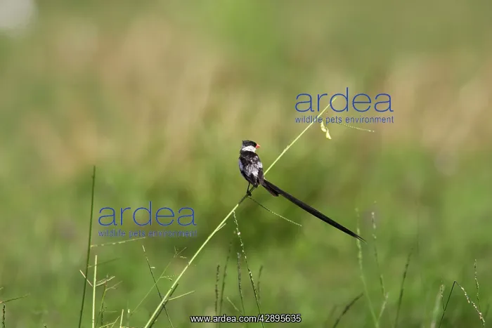 : Pin-tailed Whydah - male : Pin-tailed Whydah - male