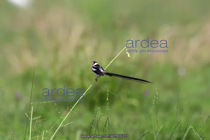 : Pin-tailed Whydah - male : Pin-tailed Whydah - male