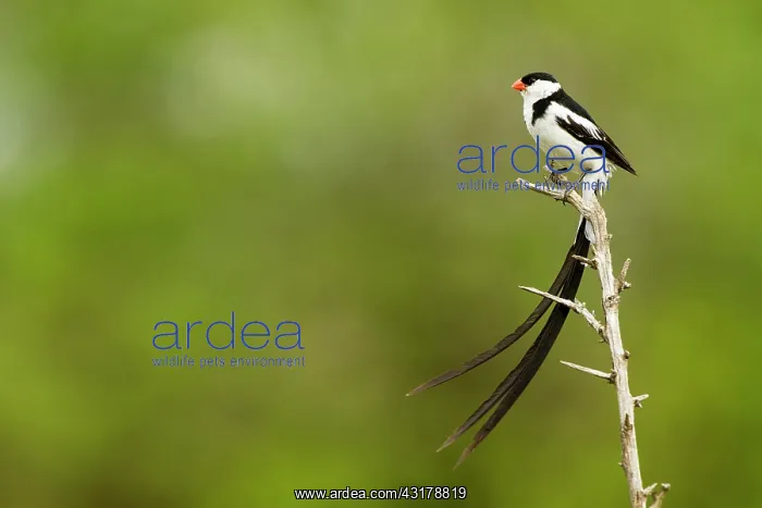 : Pin-tailed Whydah (Vidua macroura), Masai Mara national : Pin-tailed Whydah (Vidua macroura), Masai Mara national