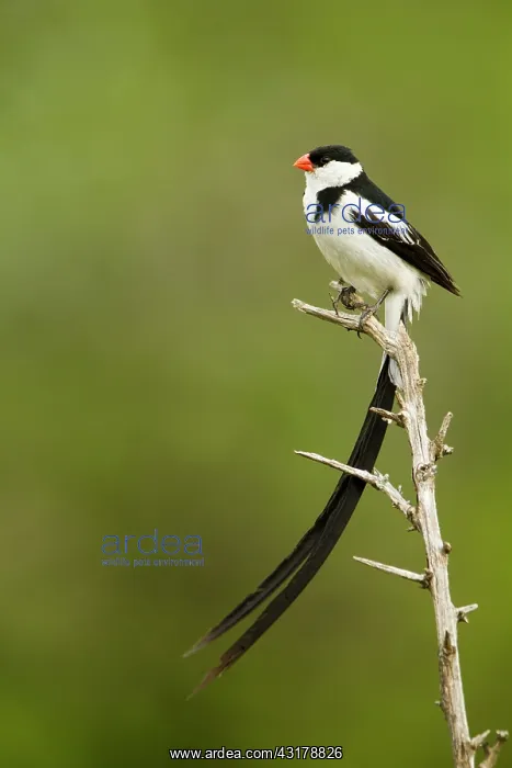 : Pin-tailed Whydah (Vidua macroura), Masai Mara national : Pin-tailed Whydah (Vidua macroura), Masai Mara national