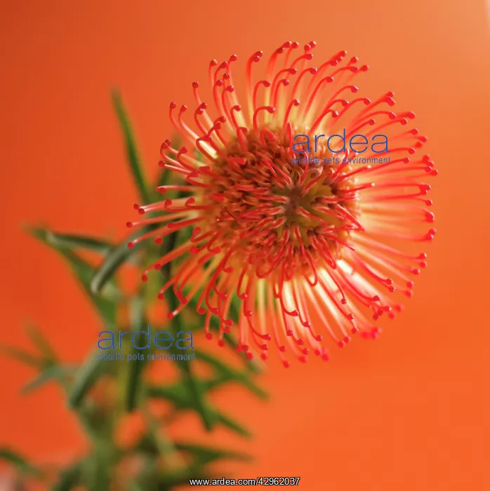 : Pincushion : Pincushion