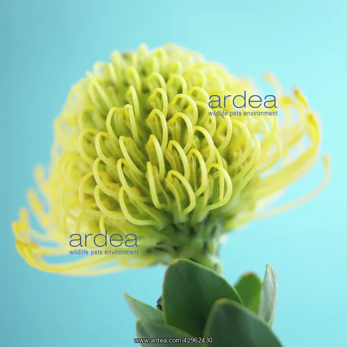 : Pincushion : Pincushion