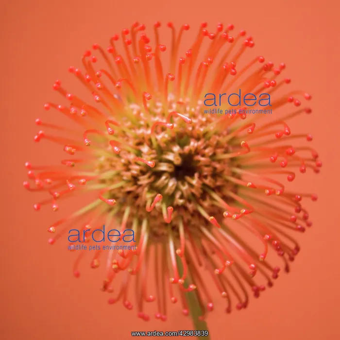 : Pincushion : Pincushion