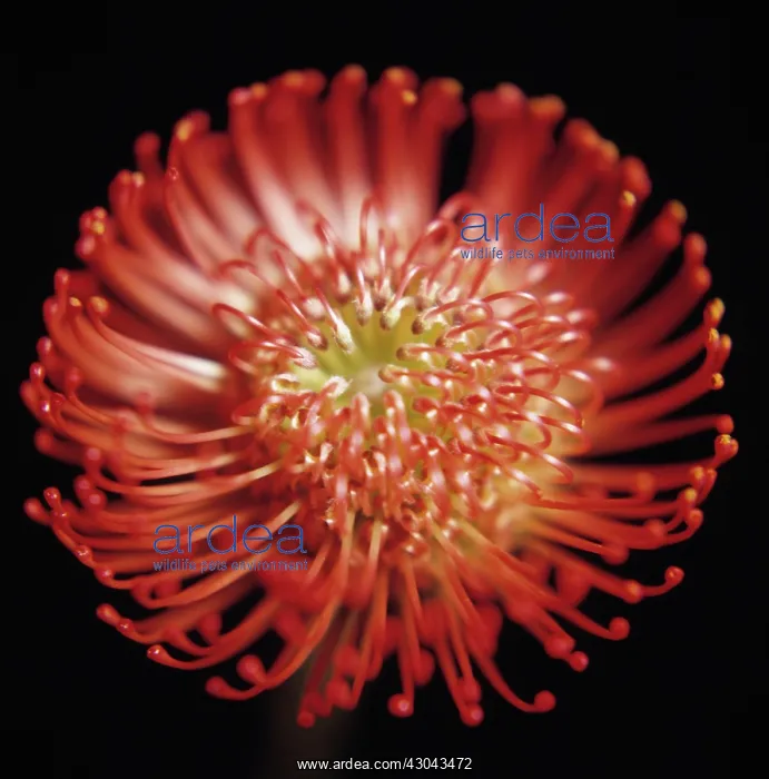 : Pincushion : Pincushion