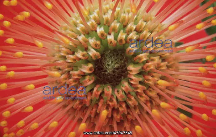 : Pincushion : Pincushion
