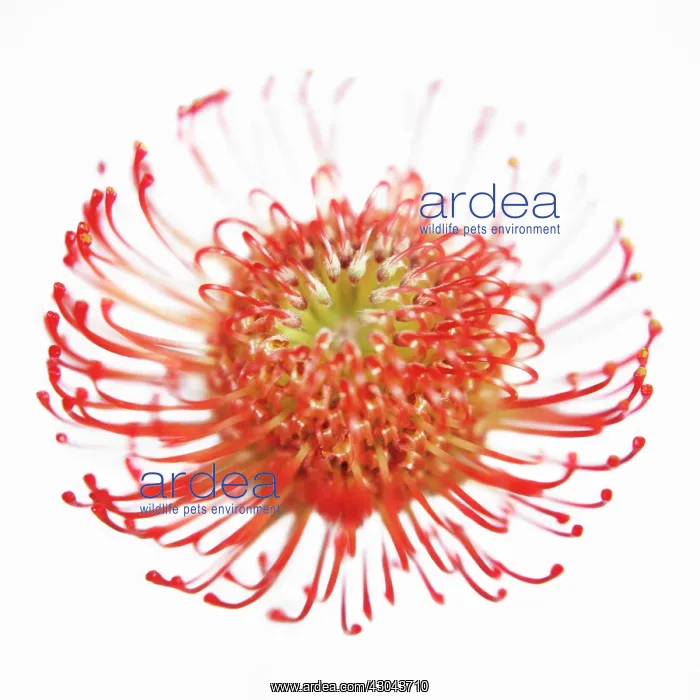 : Pincushion : Pincushion