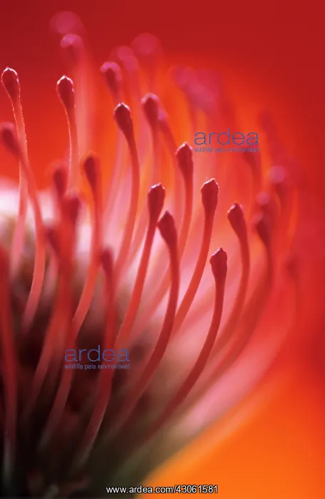 : Pincushion : Pincushion