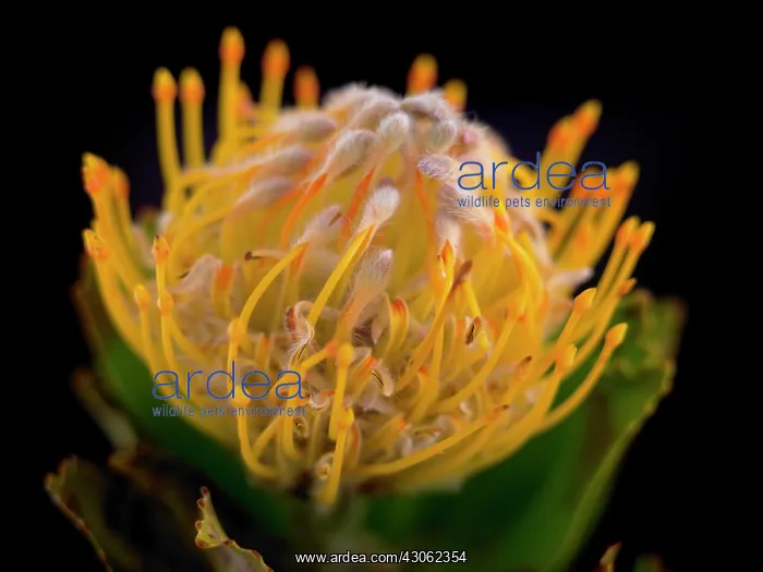 : Pincushion : Pincushion