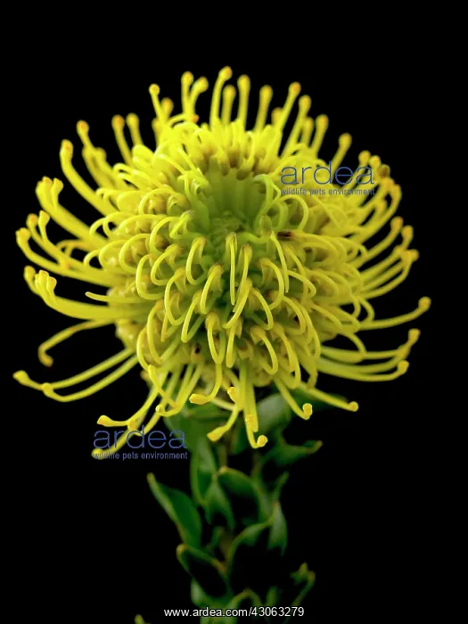 : Pincushion : Pincushion