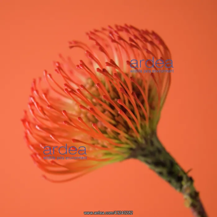  : Pincushion