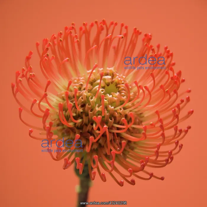 : Pincushion : Pincushion