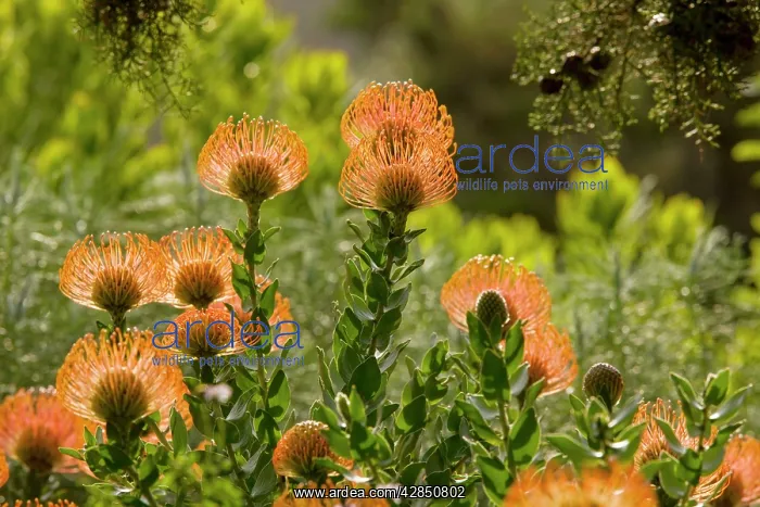 : Pincushion bush : Pincushion bush