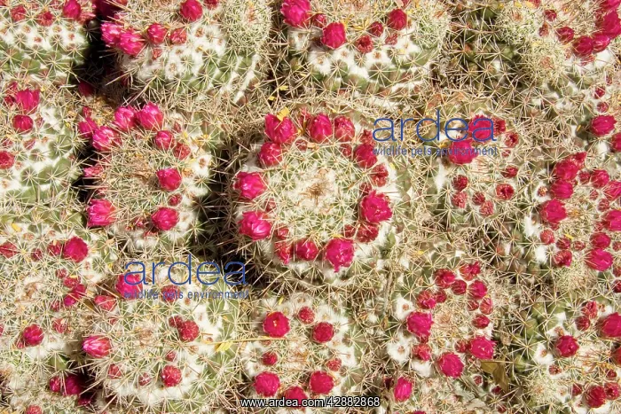  : Pincushion Cactus