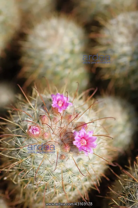 : Pincushion cactus, Mammillaria bombycina, Close : Pincushion cactus, Mammillaria bombycina, Close