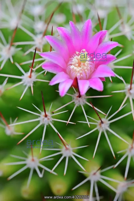 : Pincushion Cactus, Red-headed Irishman (Mammillaria : Pincushion Cactus, Red-headed Irishman (Mammillaria